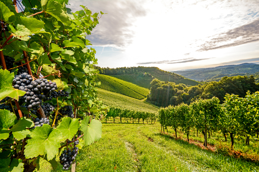 Vitigno Sangiovese: il protagonista dei grandi vini rossi toscani Vitigno Sangiovese: il protagonista dei grandi vini rossi toscani